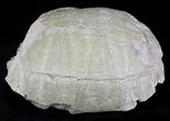 Fossil Tortoise (Stylemys) - Wyoming #22793-3